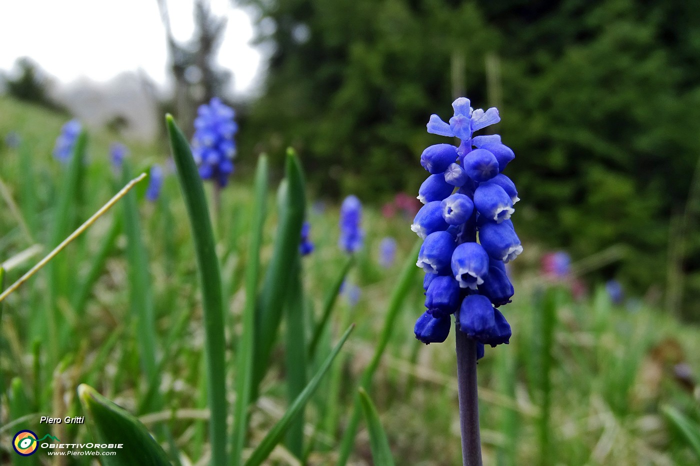 68 Fiori di muscari.JPG -                                